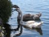 Mute Swan