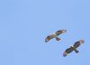 Honey-buzzard