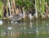 Wood Sandpiper