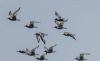 Grey Plover