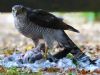 Sparrowhawk