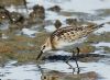 Little Stint