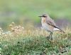 Wheatear