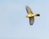 Yellow Wagtail