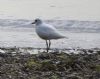 Grey Plover