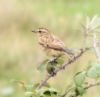 Whinchat