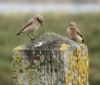 Wheatear