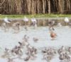 Greenshank