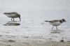 Little Ringed Plover