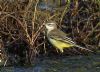 Yellow Wagtail