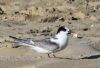 Arctic Tern