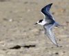 Arctic Tern