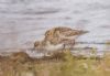 Little Stint