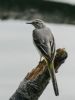 Grey Wagtail