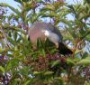 Woodpigeon