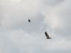 Marsh Harrier