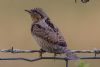 Wryneck