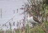 Common Sandpiper