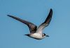 Black Tern