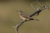 Wryneck