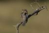 Wryneck