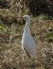 Cattle Egret