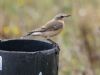 Wheatear