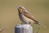 Wryneck