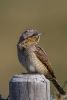 Wryneck