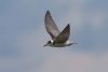 Black Tern