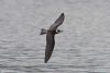 Black Tern