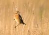 Whinchat