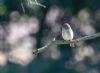 Spotted Flycatcher