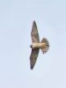 Peregrine