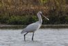 Spoonbill