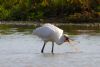 Spoonbill