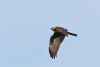 Marsh Harrier