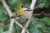 Firecrest