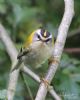 Firecrest