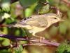 Willow Warbler