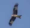 Red Kite