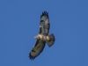 Buzzard