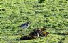 Little Ringed Plover