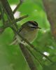 Firecrest