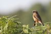 Stonechat