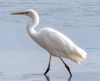 Great White Egret