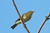 Chiffchaff