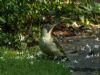 Green Woodpecker