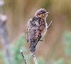 Wryneck