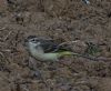 Yellow Wagtail